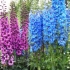 Kako hraniti delphinium